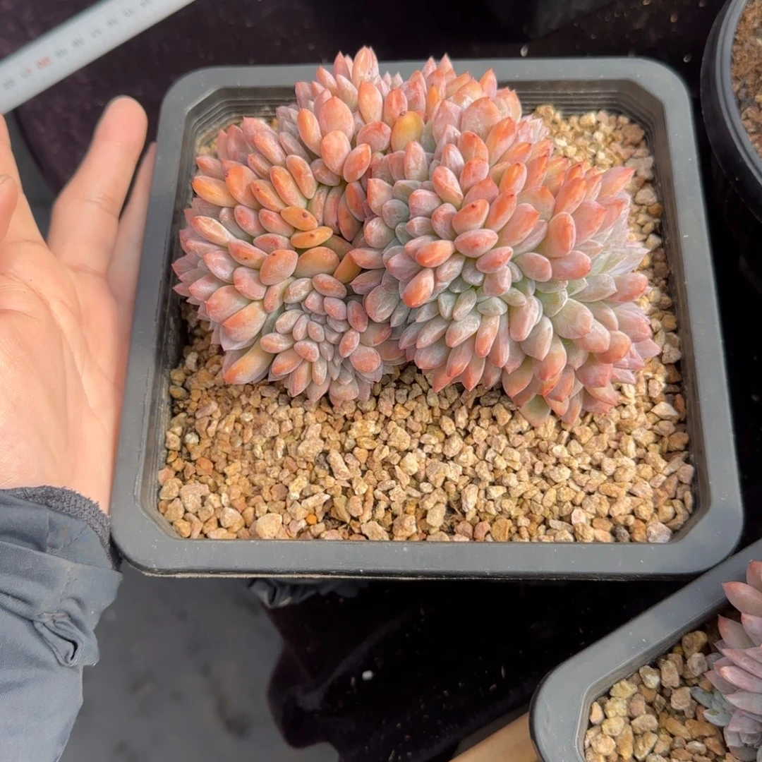 念*✨14厘米左右一物一拍的橙梦露