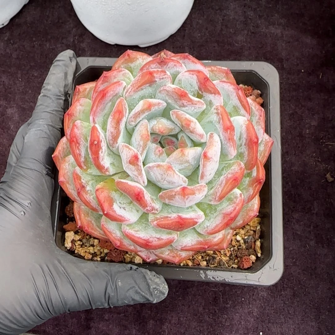 10厘米左右一物一拍得得