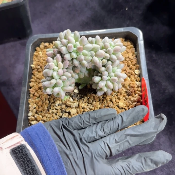 半*10厘米左右一物一拍的