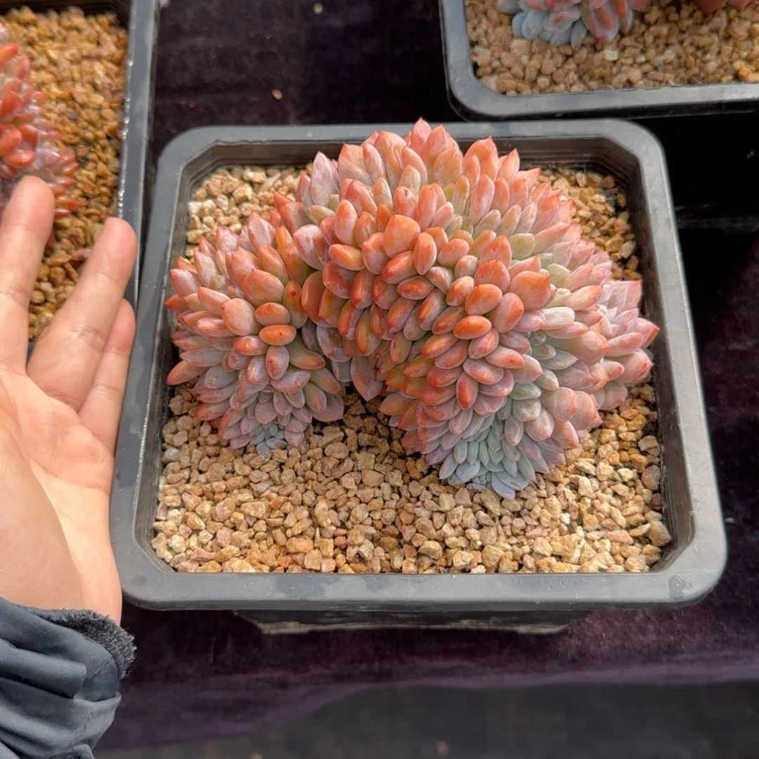 潇****615厘米左右一物一拍的的