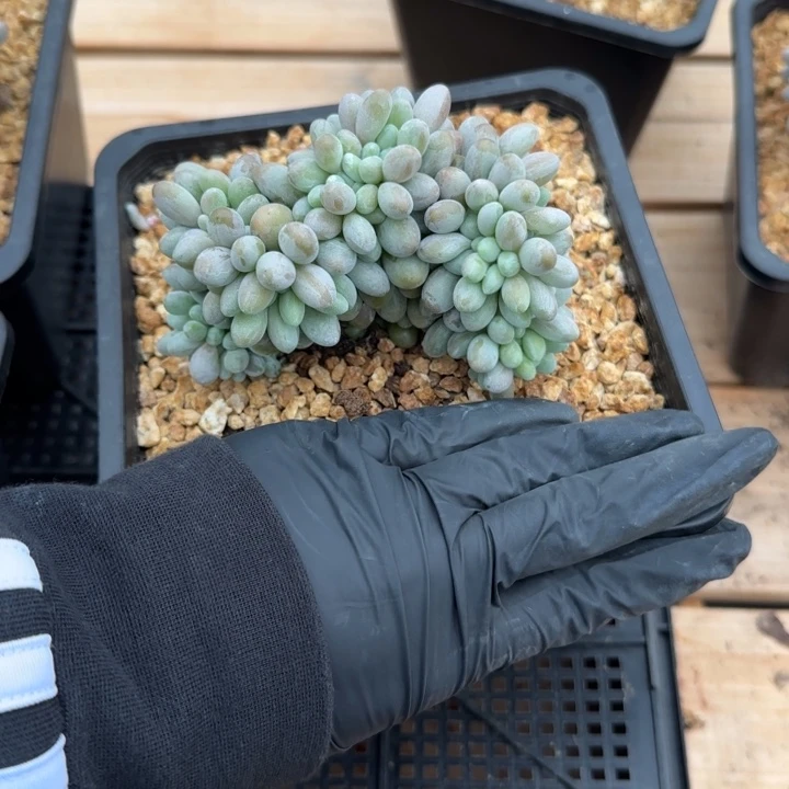 浩*妈11厘米左右一物一拍得