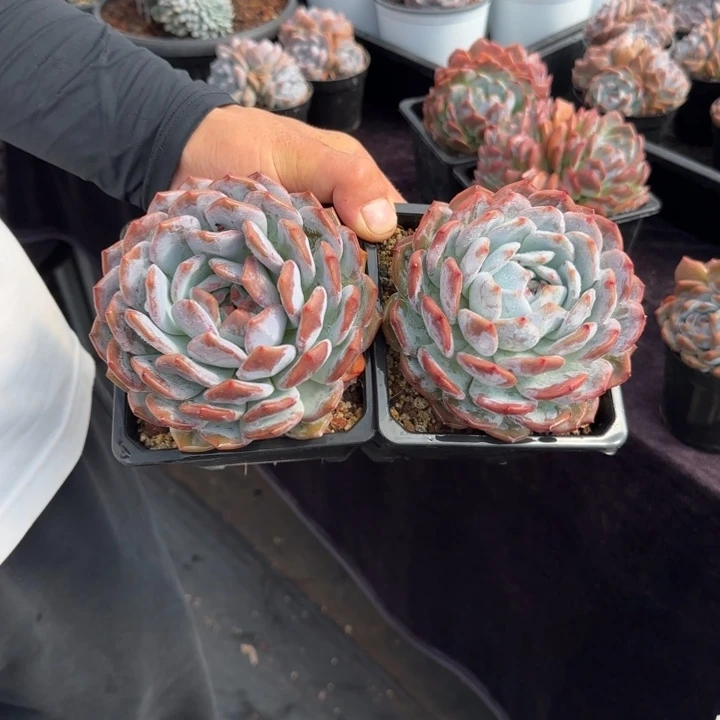 12厘米左右一物一拍的橙梦露