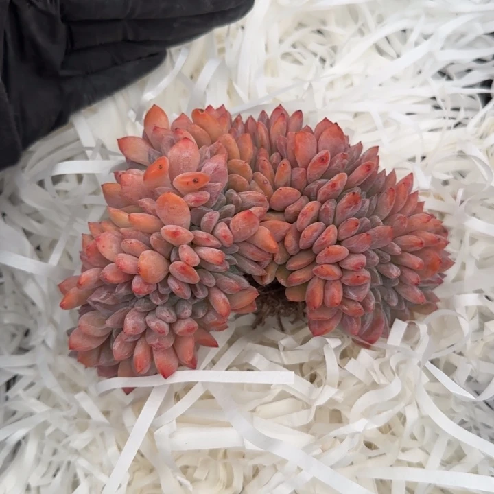 14厘米左右一物一拍的得