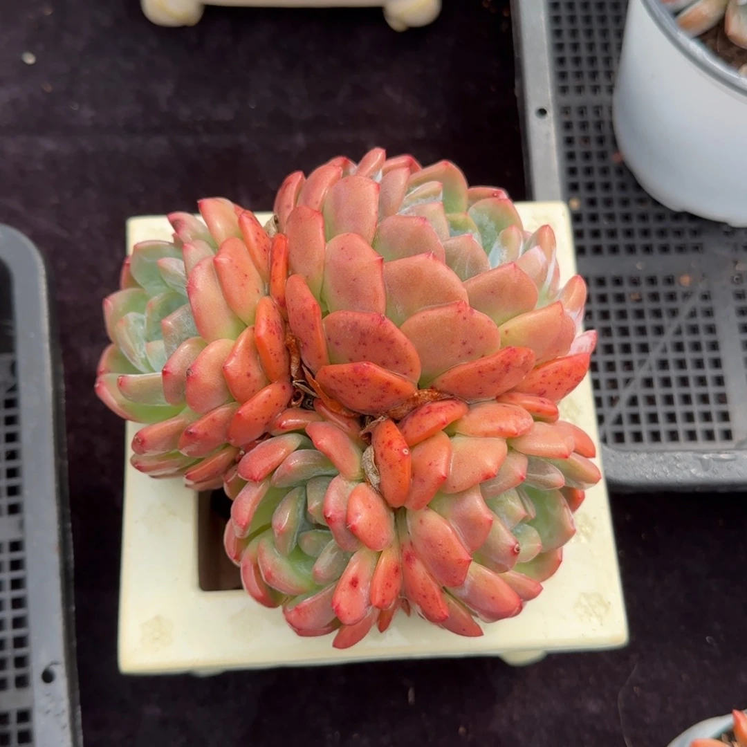 14厘米左右一物一拍得无砍