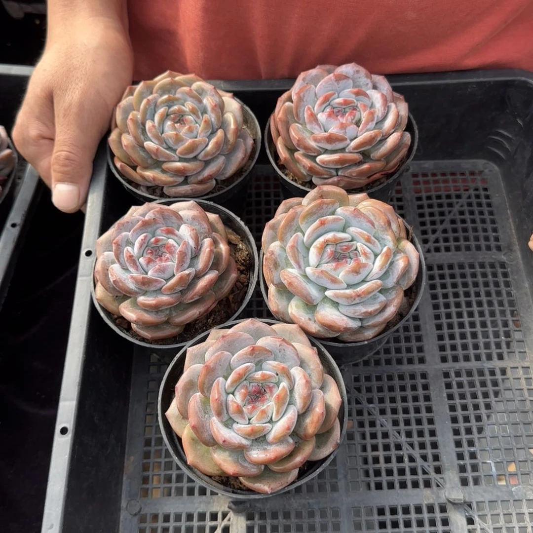 泡*泡9厘米左右一物一拍的