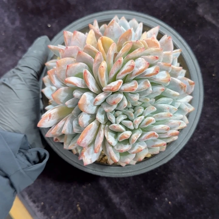 Z*姐13厘米左右一物一拍的星影缀