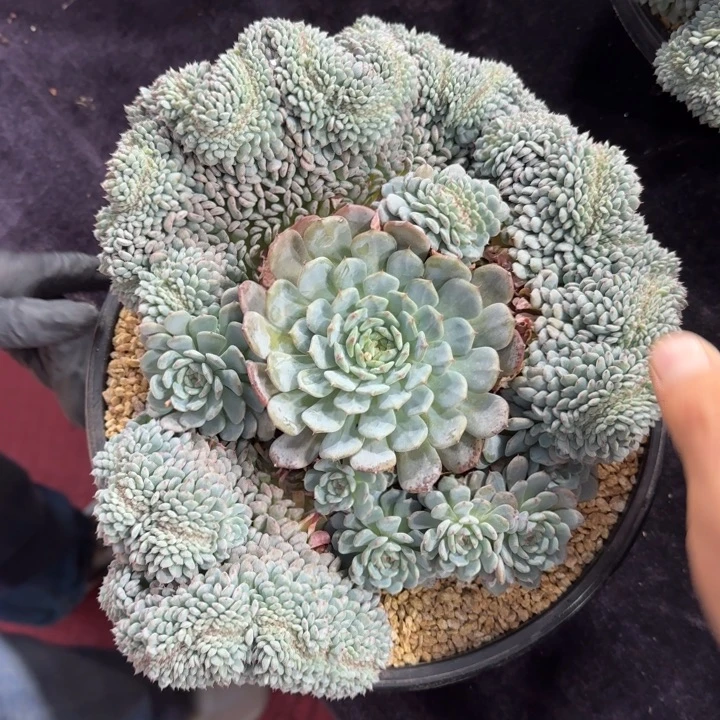 27厘米的尺寸一物一拍的