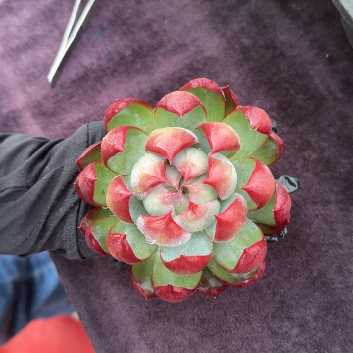 12厘米的尺寸一物一拍的