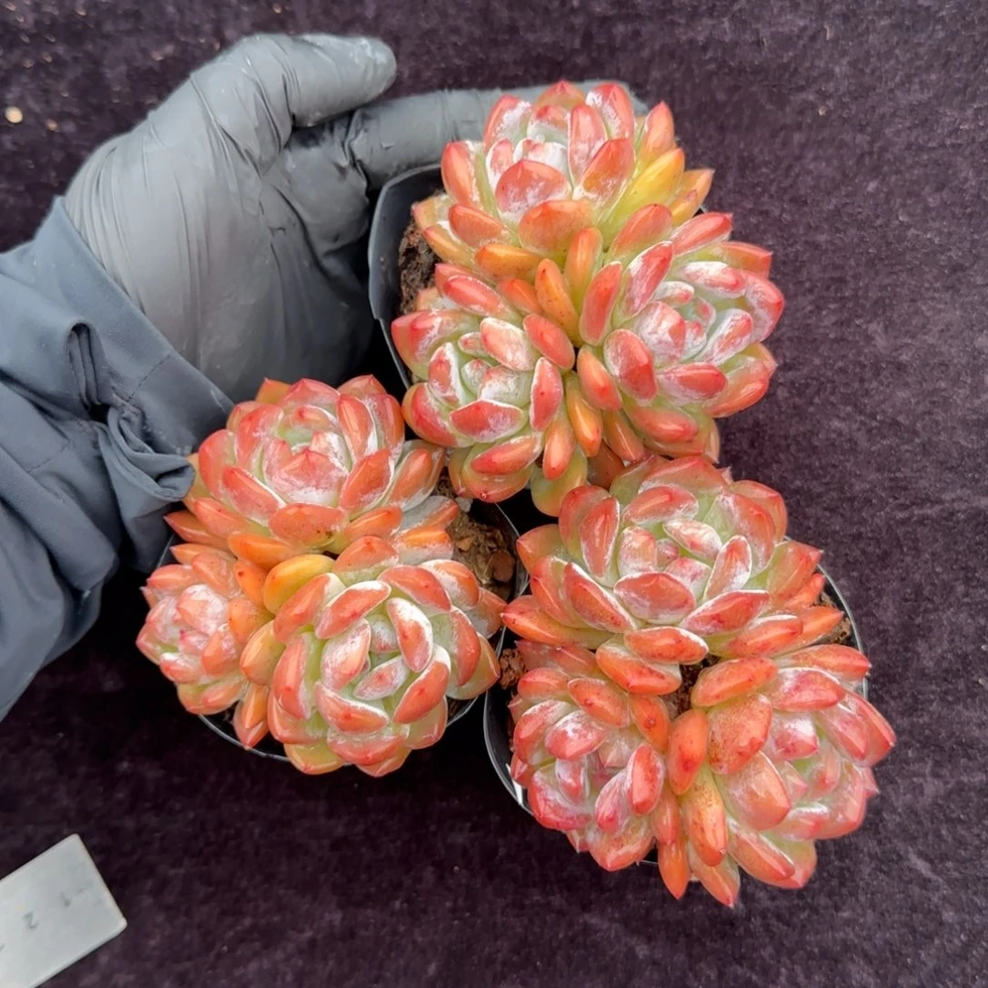 3颗一起9厘米左右雪天使无砍