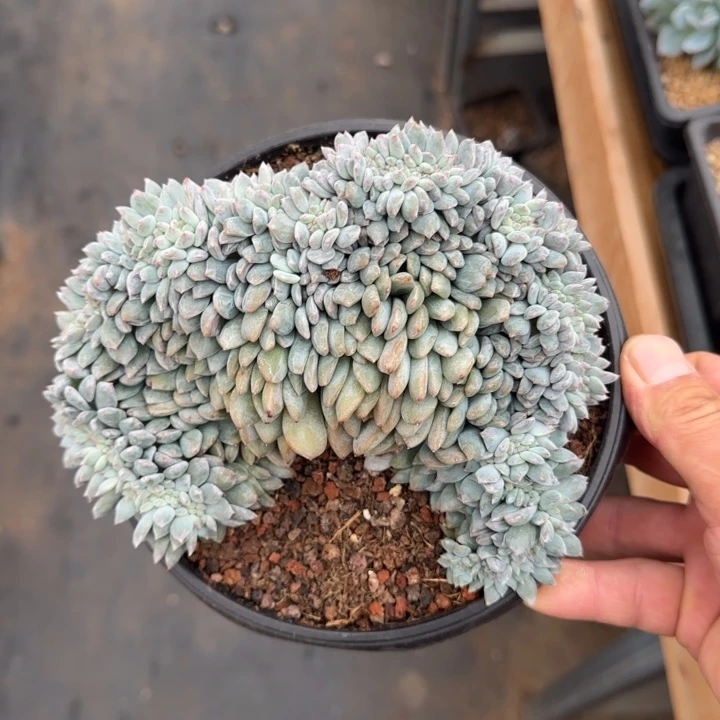 慧***肉16厘米的尺寸一物一拍