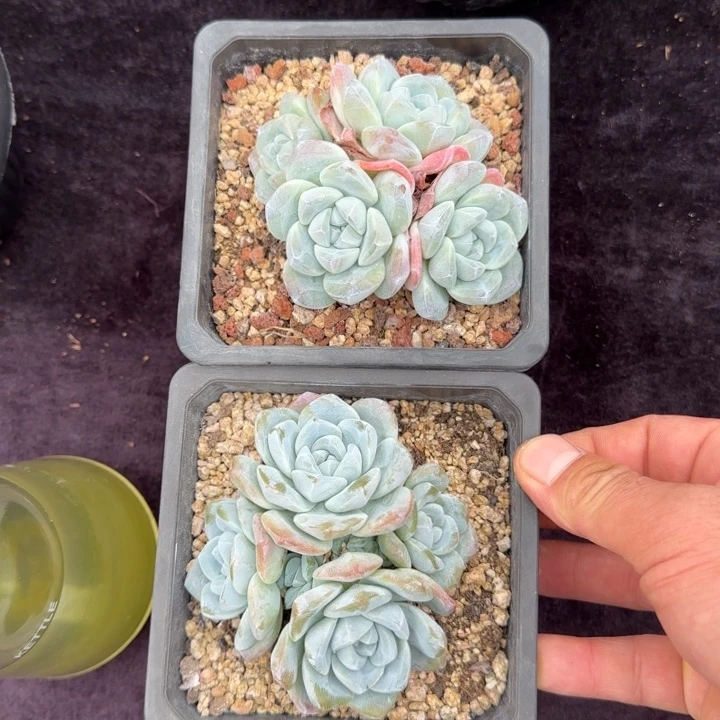 2颗一起一物一拍的