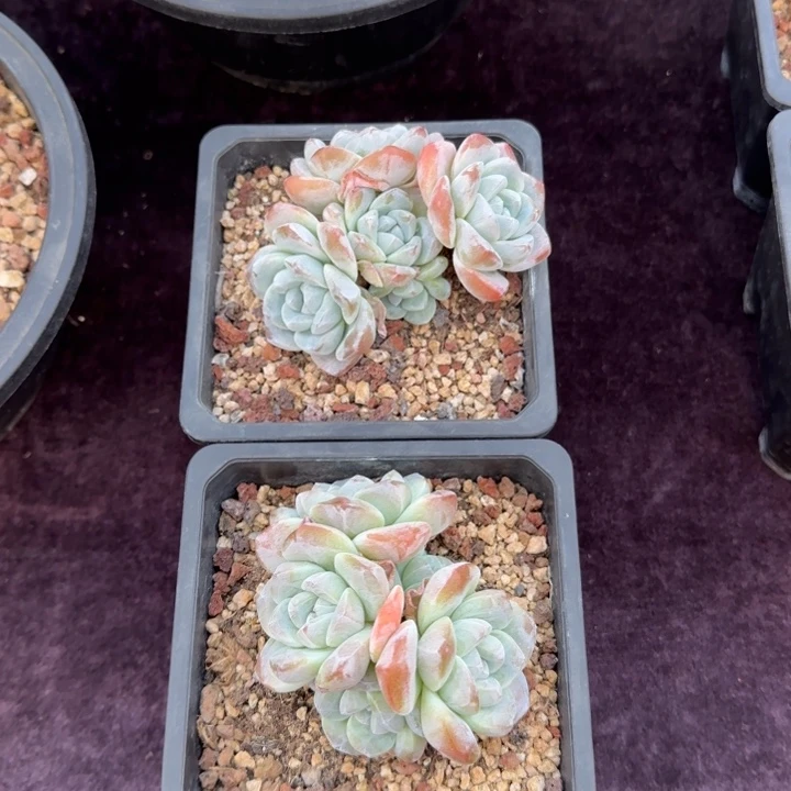 10厘米左右一物一拍的