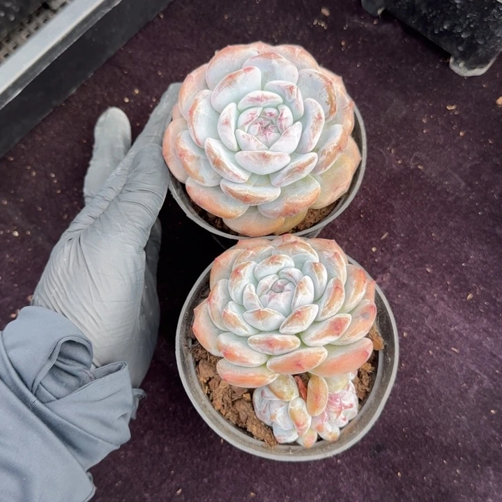 9厘米左右石榴籽两个一起的