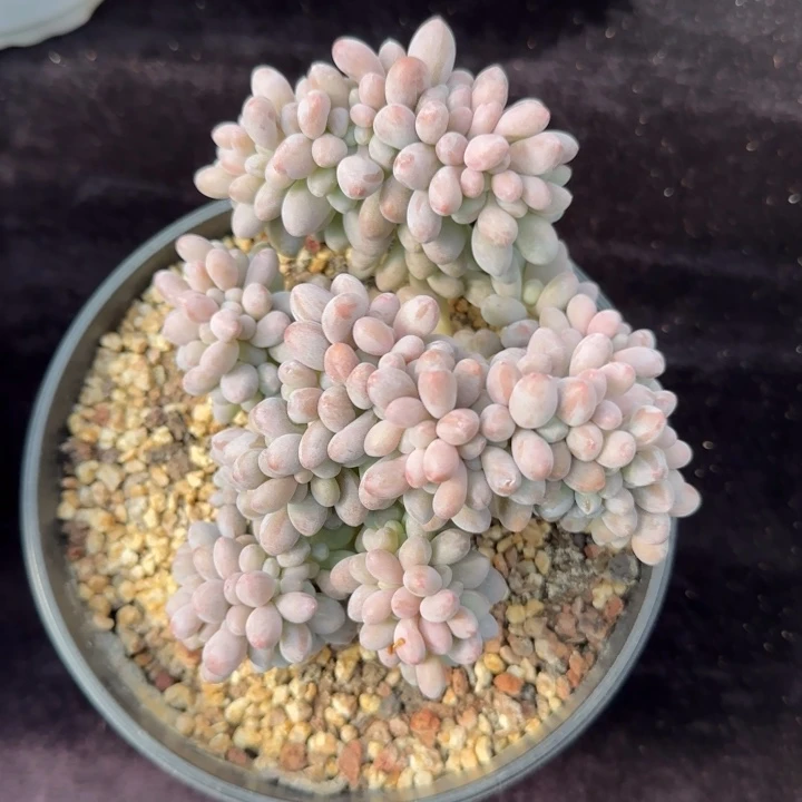 12厘米左右一物一拍的