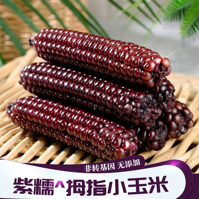 紫糯拇指玉米儿童早餐甜糯非转基因云南西双版纳特产新鲜1斤4斤