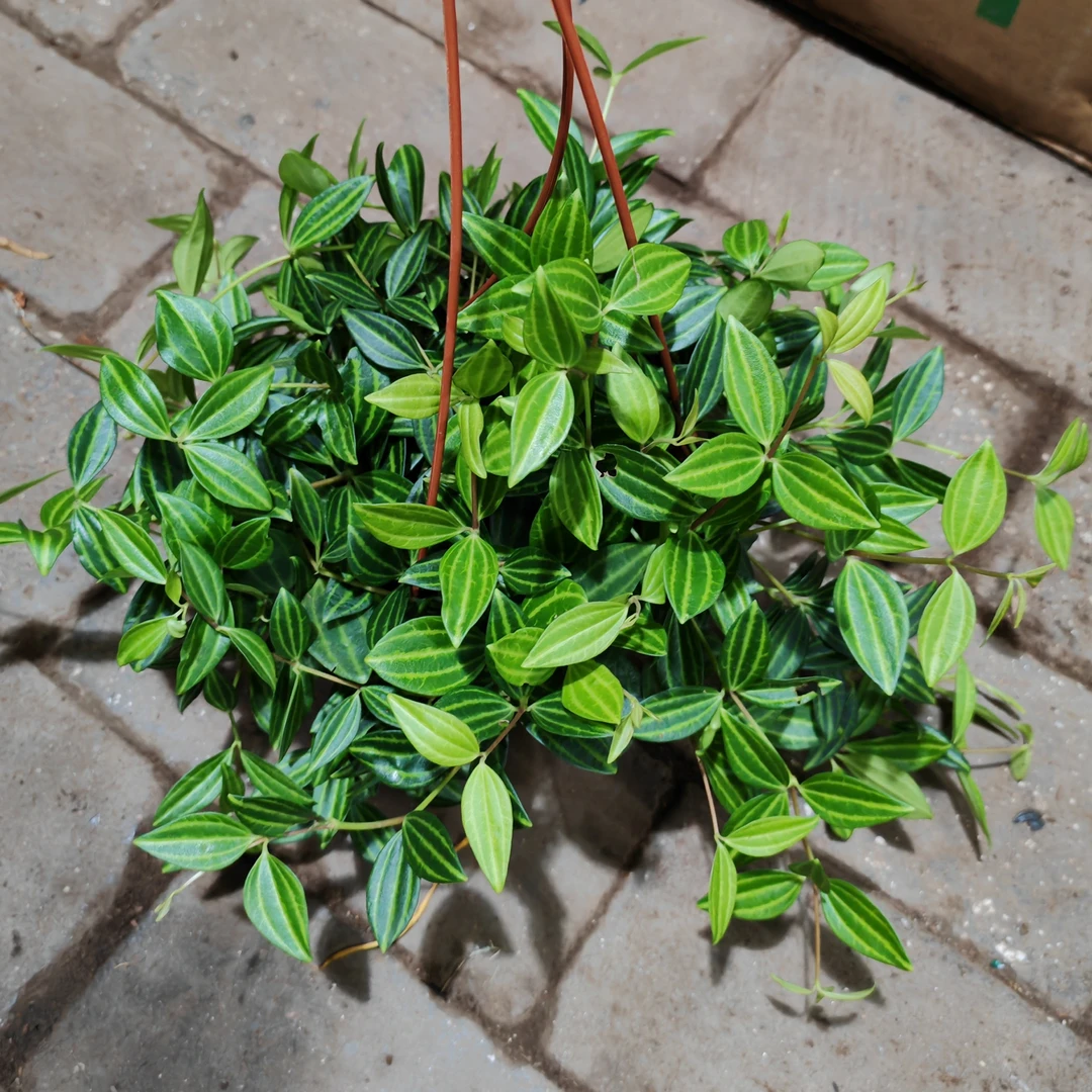 ZB钻石翡翠吊兰室内绿植盆栽净化空气吸甲醛好养活