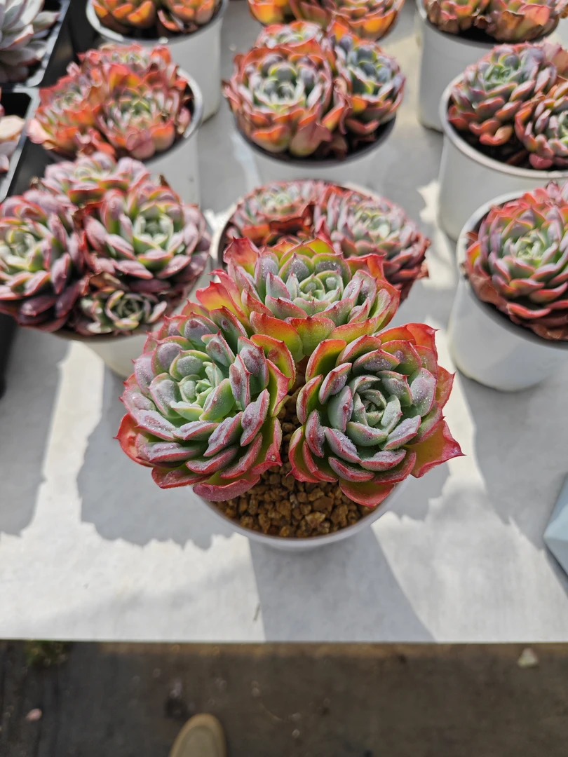 精控宝塔雨滴     11多肉