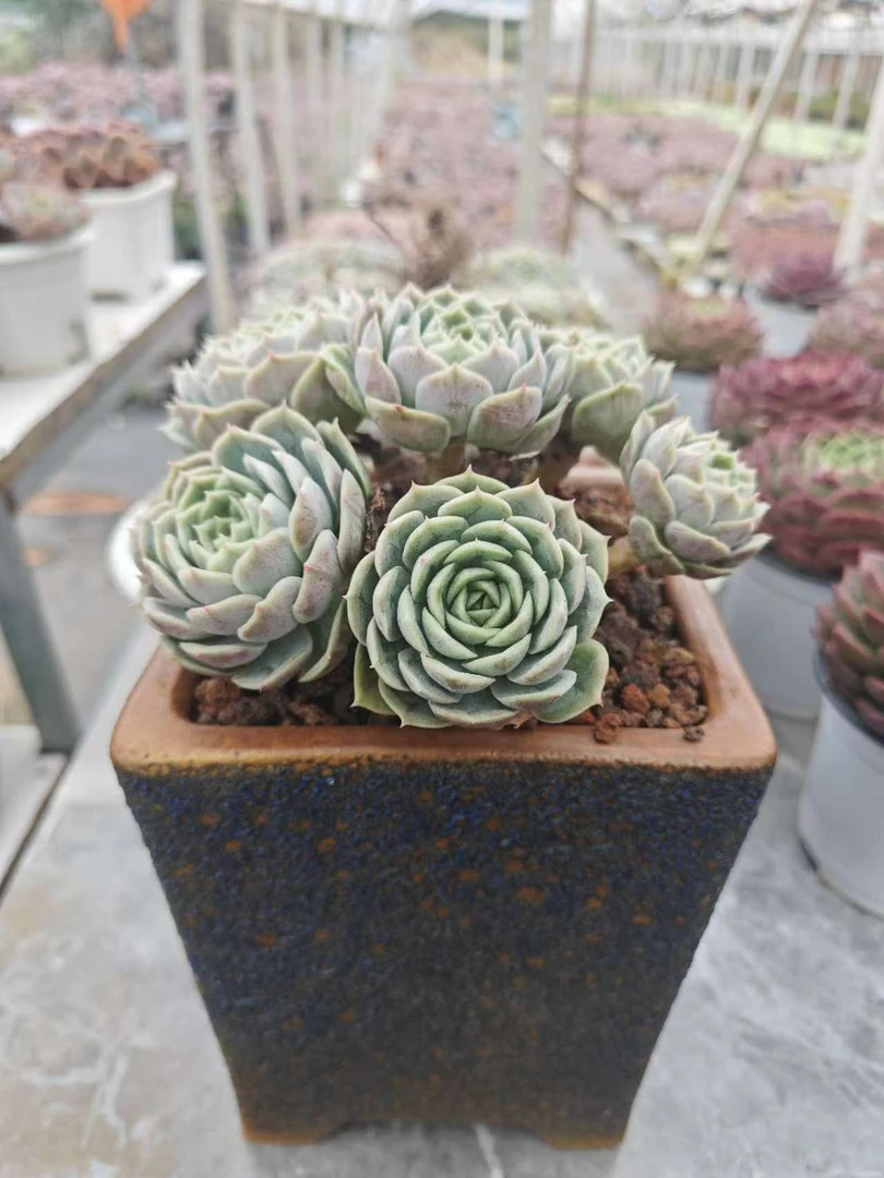 老庄昂斯洛    11多肉