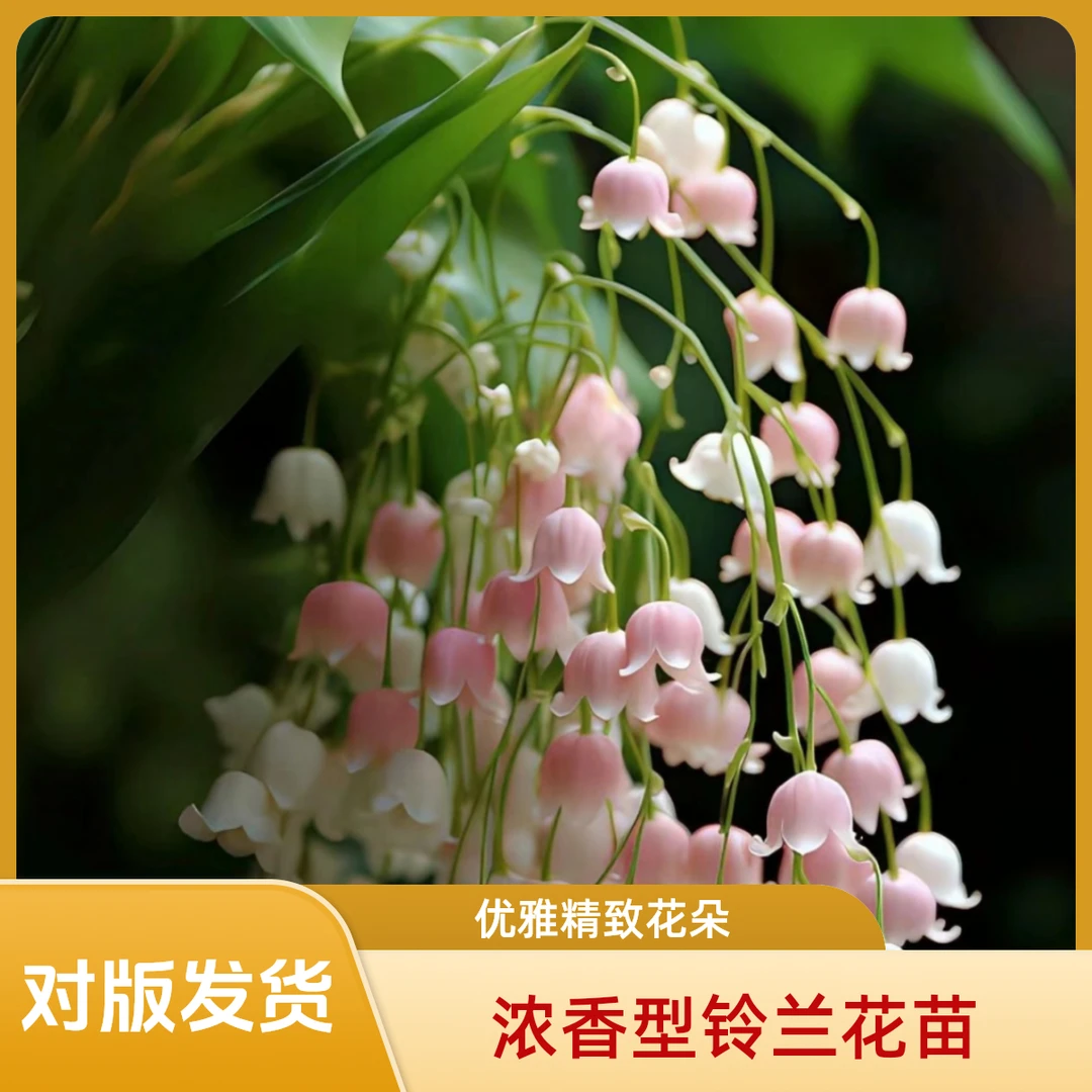 铃兰花卉浓香型带芽发货风铃多年生绿植耐热新手好养植物四季开花