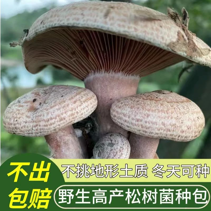 松树菌野生乌枞菌黄枞菌菌种子菌包居家培植松树菌菌种家种枞树菌