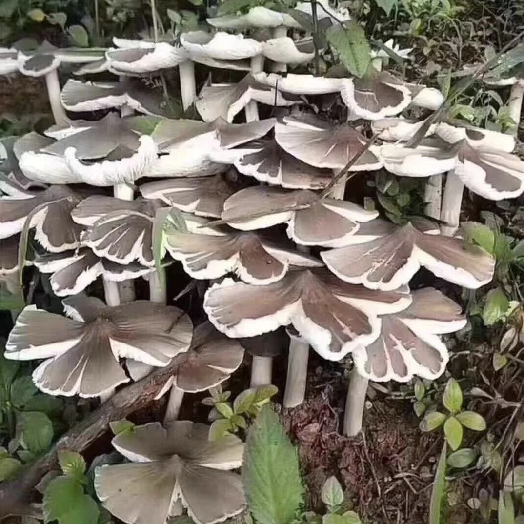 鸡枞菌原种鸡枞菌种植 高产种子野生三塔菌荔枝菌人工种植 菌种包
