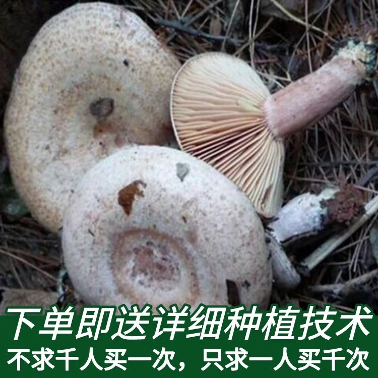 乌枞菌野生新鲜菌种家种包青碟菌 松树菌 黄碟菌 松菌菇平菇四季