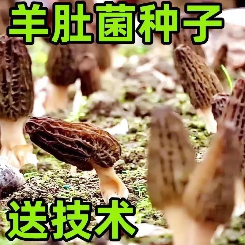 羊肚菌菌种包自种野生菌懒人种植蘑菇金针菇羊肚菌四季高产可食用