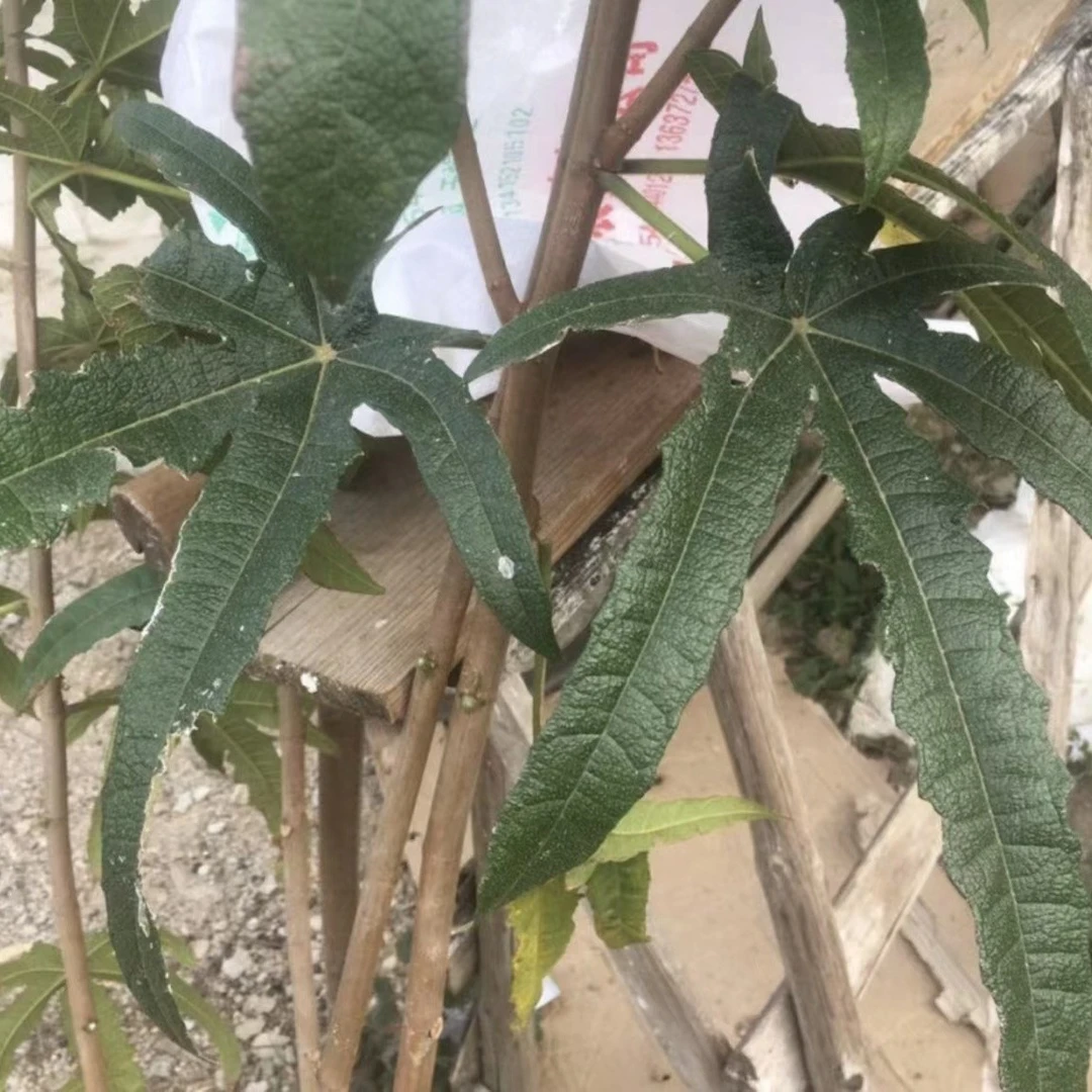 广宁深山五指毛干货