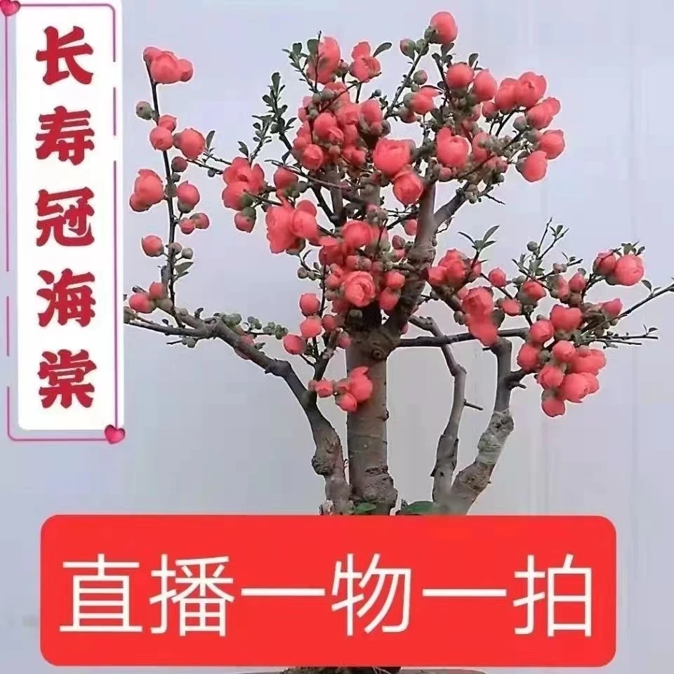 海棠老庄盆景室内室外盆栽地栽南方北方都好养开花发货土壤长寿