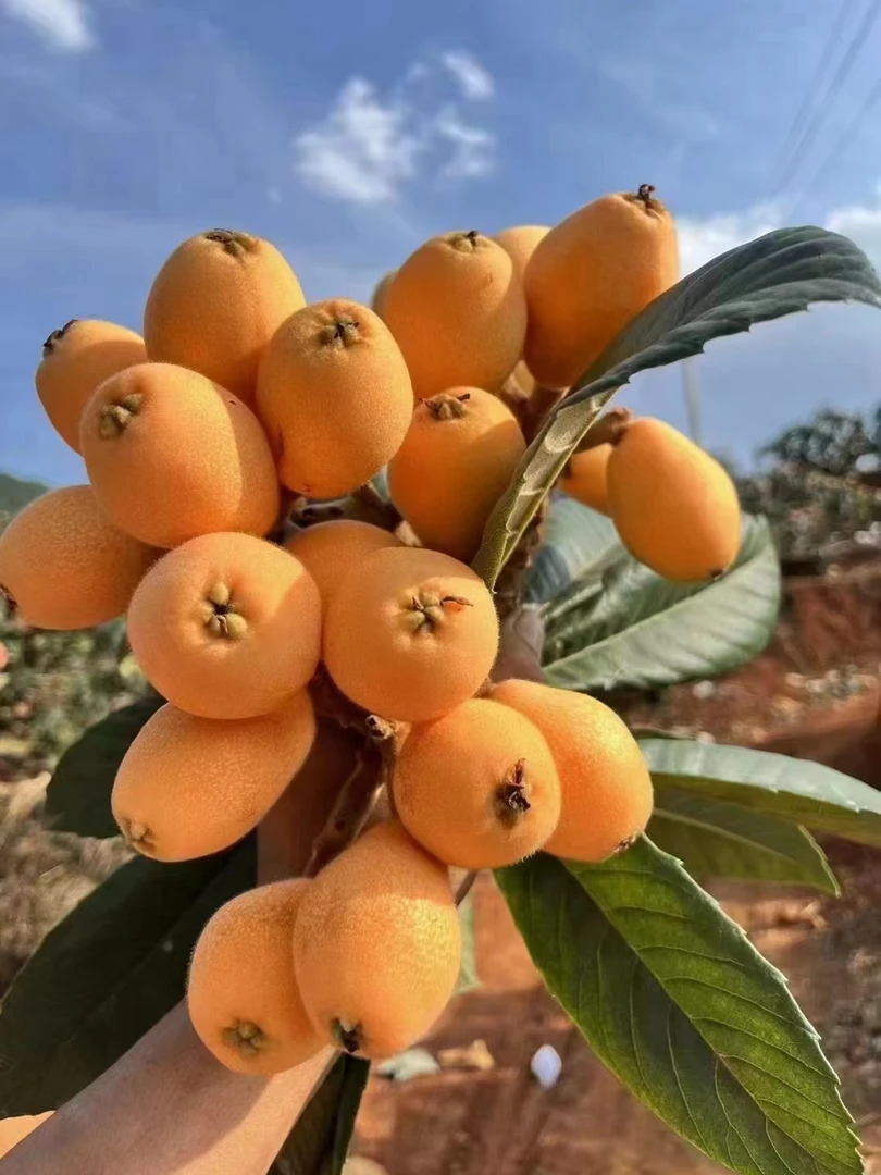 顺丰包邮四川攀枝花米易枇杷新鲜采摘皮薄多汁香甜水果