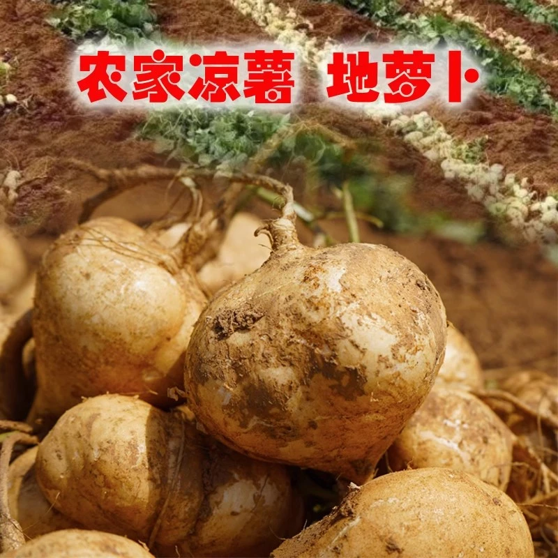 贵州凉薯新鲜现挖白地瓜萝卜大果农家特产清甜孕妇水果沙葛土番薯