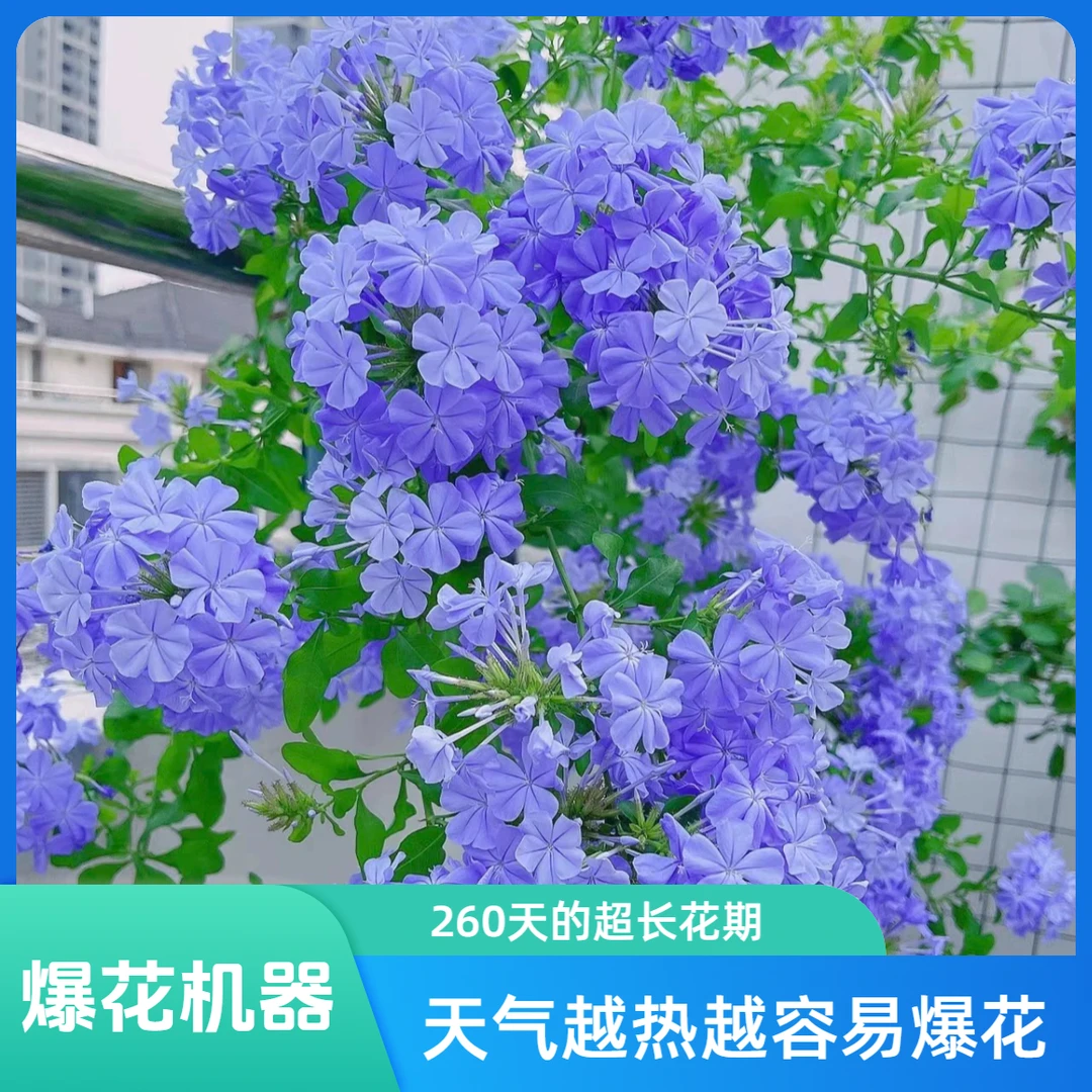 网红蓝雪花新手爆花可造型室外阳台庭院翠绿花卉原盆原土花色淡雅
