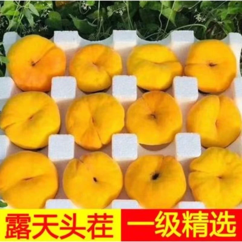 山东蒙阴香妃黄金蟠桃新鲜蜜桃果园现摘精品大果夏日尝鲜正宗纯甜