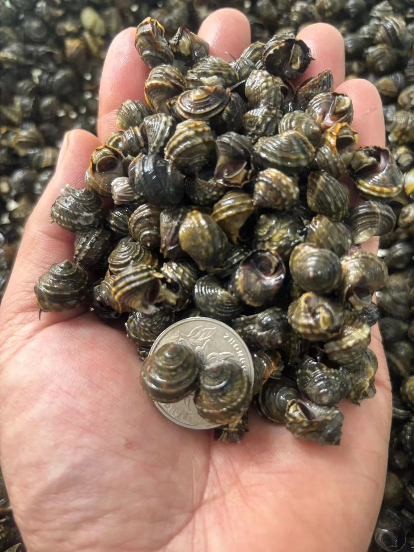 香波螺晒不死鲜活顺丰发货