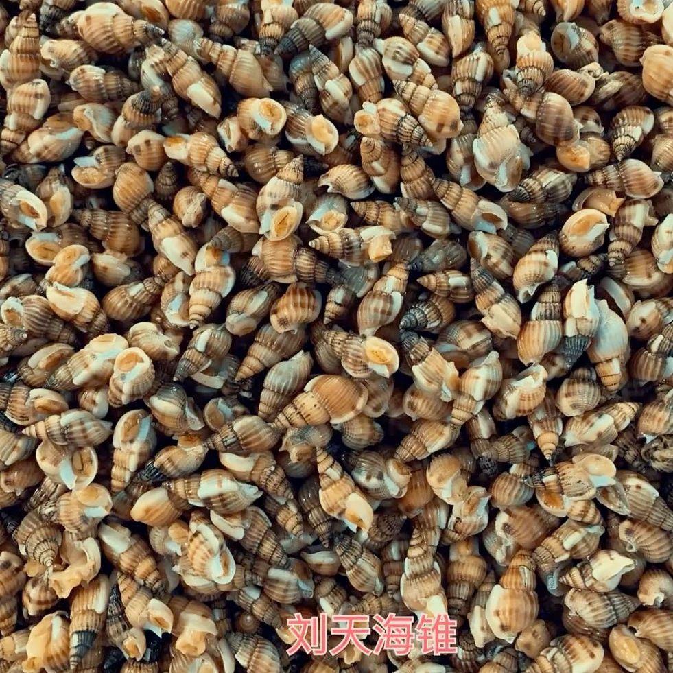 海锥海撒子鲜活顺丰发货