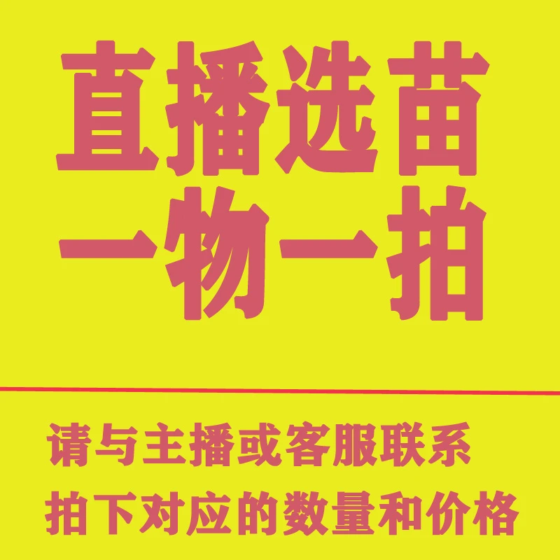 一物一拍广西八角苗越南柚子苗荔枝龙眼苗黄皮苗枇杷脆蜜脆皮金桔