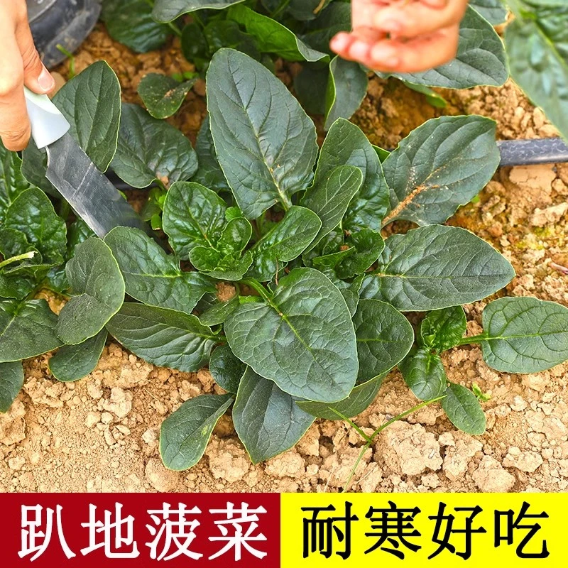趴地菠菜种子四季波菜种籽孑子大全冬季蔬菜冬季青菜籽种耐寒菜种