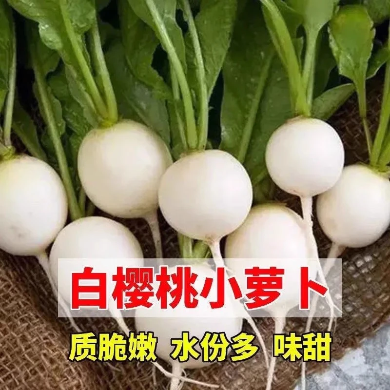 小白樱桃萝卜种子菜籽芜菁籽种四季白丁水果罗卜阳台盆栽蔬菜种孑
