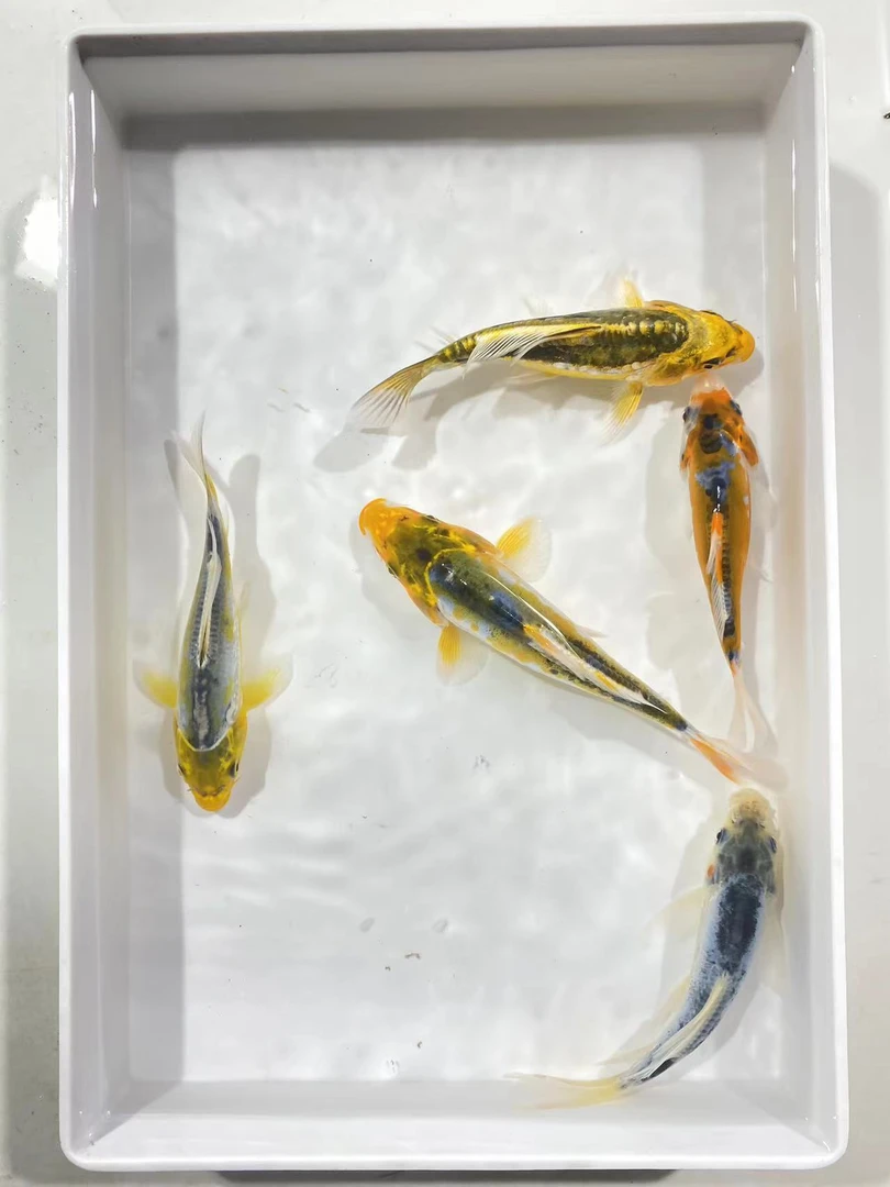 彩龙锦鲤秋翠锦鲤8-10厘米11-13厘米多种颜色花纹包邮