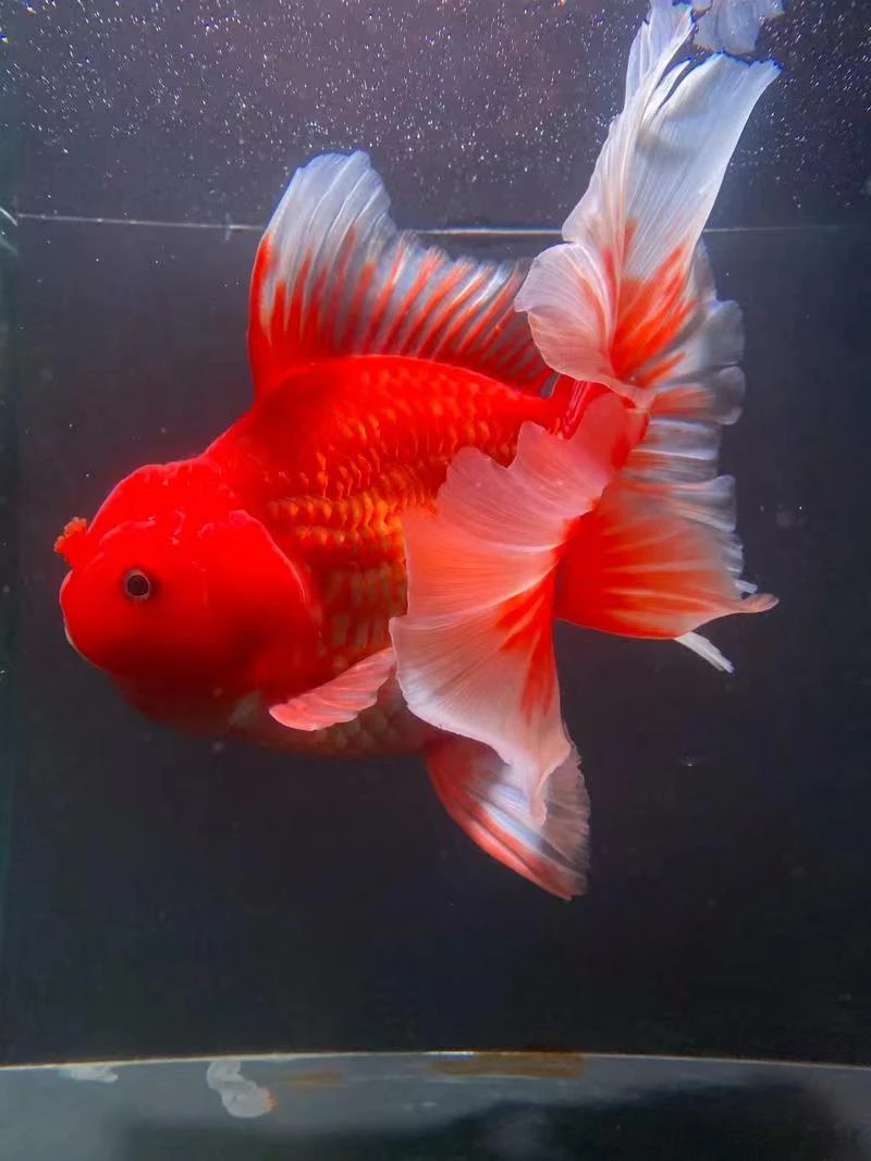 顶红国狮泰狮元宝玛丽尨睛直播选货生态观赏鱼养殖基地