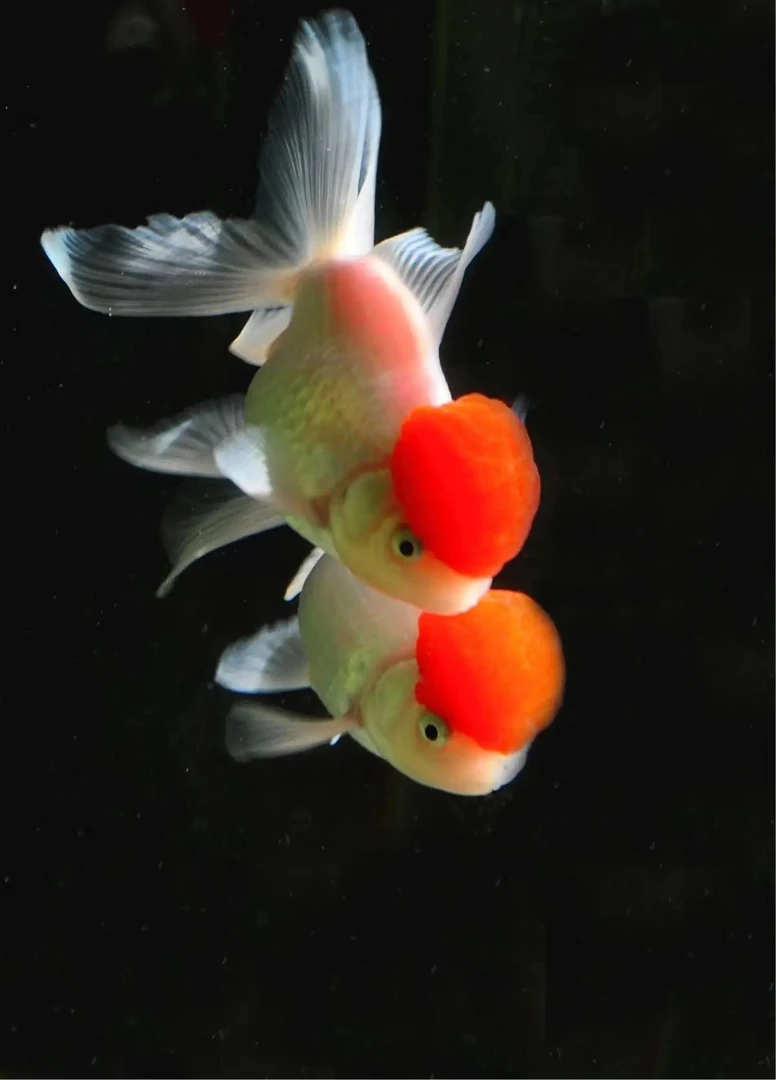 顶国狮泰狮元宝玛丽尨睛生态观赏鱼养殖基地顶淡水鱼观赏鱼