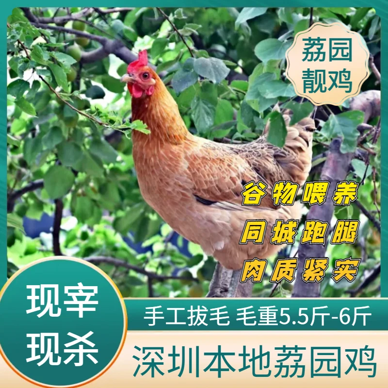 深圳正宗本地农家荔园鸡五谷喂养散养果园三黄鸡现宰现杀同城跑腿1-3小时送达毛重5.5斤-6斤