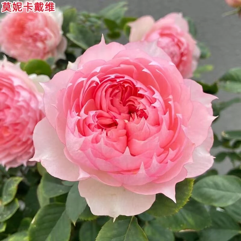 莫妮卡戴维月季带花苞带美人尖网红花卉浓香型仙气十足花园四季开