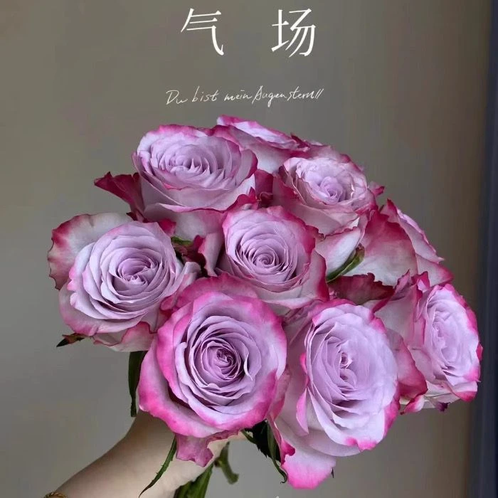 超新品 气场 大花切花玫瑰粉紫双复色单头阳台庭院盆栽月季花苗