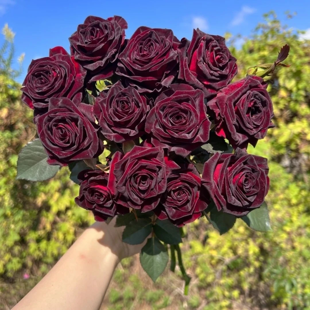 黑巴克玫瑰月季花丝绒质感强暗红色四季开阳台庭院花卉绿植物