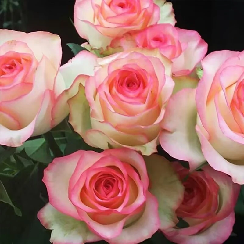 艾莎 玫瑰花苗盆栽月季特大花浓香带花苞阳台灌木花卉四季开花