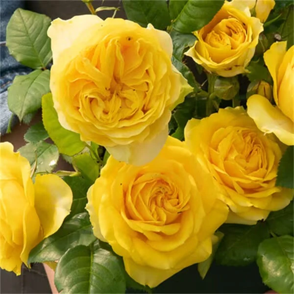 阳光海滩/阳光海岸 月季 大花微月 盆栽植物