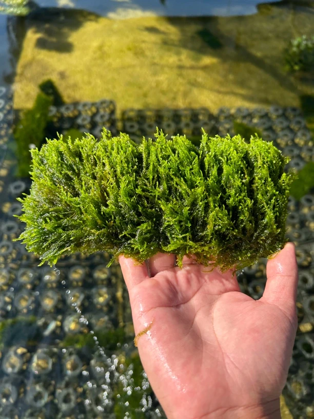 【大三角莫斯】适合新手懒人养殖的水草鱼缸造景