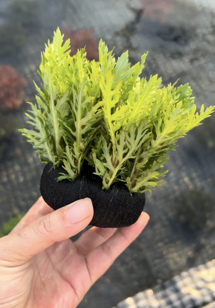 【水罗兰】懒人水草适合新手养鱼鱼缸造景免种植生态水草缸