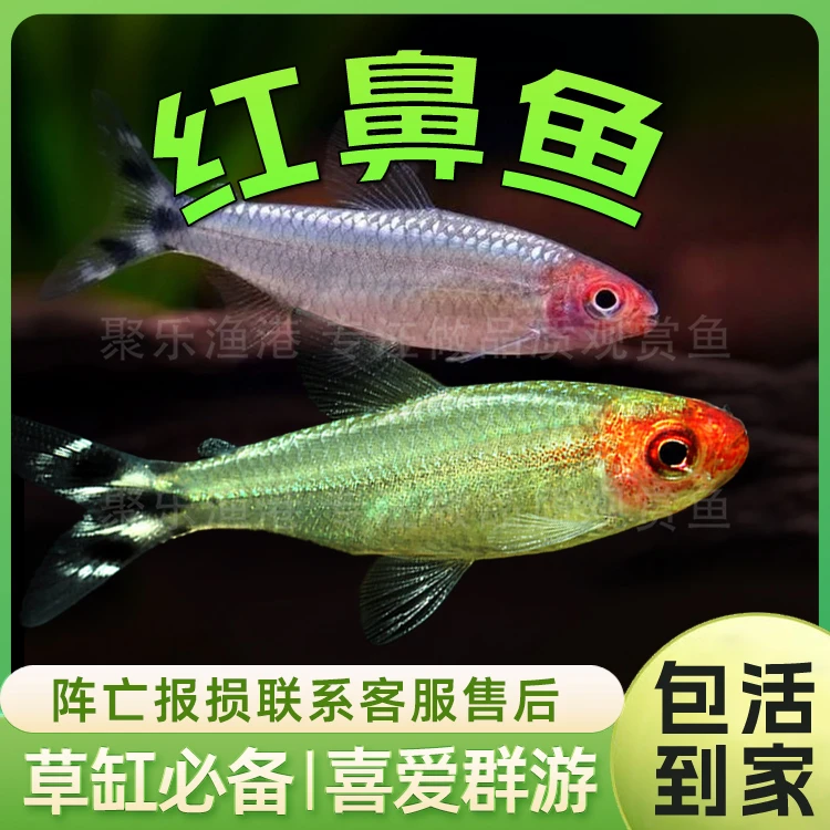 红剪刀白金红鼻子群游鱼淡水鱼活体热带小型观赏鱼水草缸